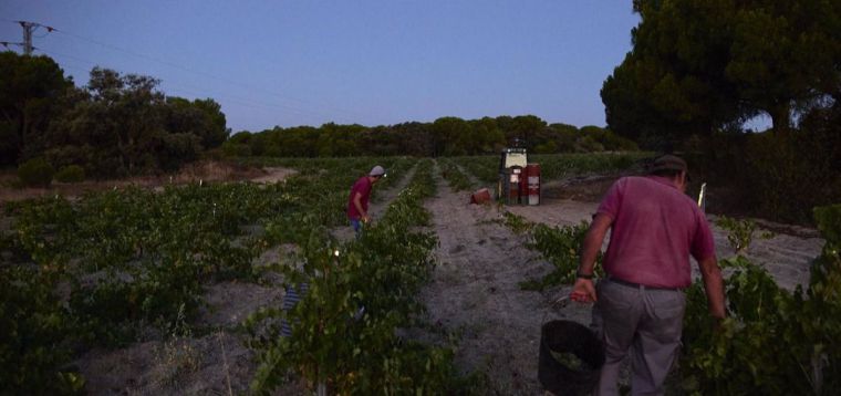 Se inicia la Vendimia en la Comunidad con previsiones de hasta un 15% más de cosecha