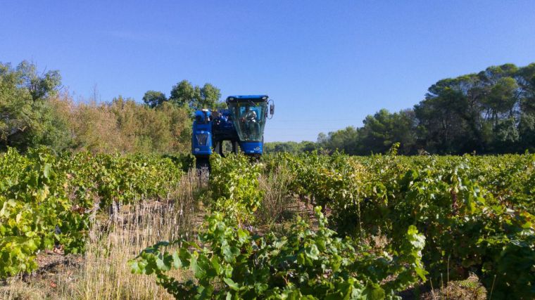 Denuncian prácticas abusivas de grandes bodegas que perjudican a los viticultores