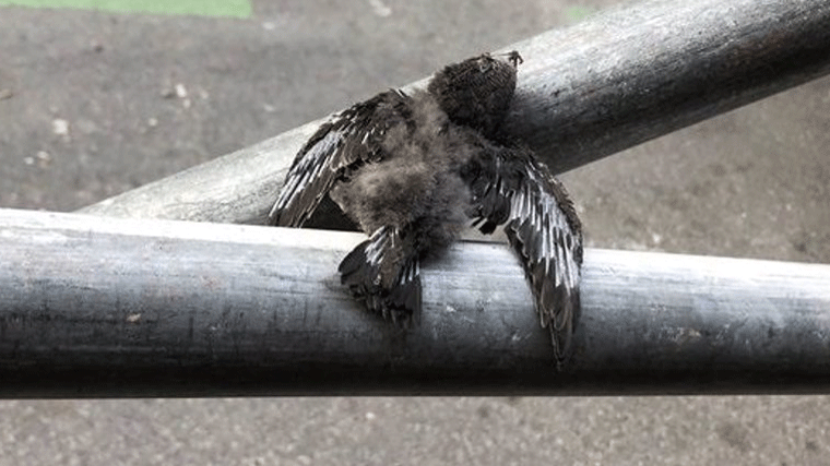 Ecologistas proponen al Ayuntamiento una ordenanza específica para la protección de aves