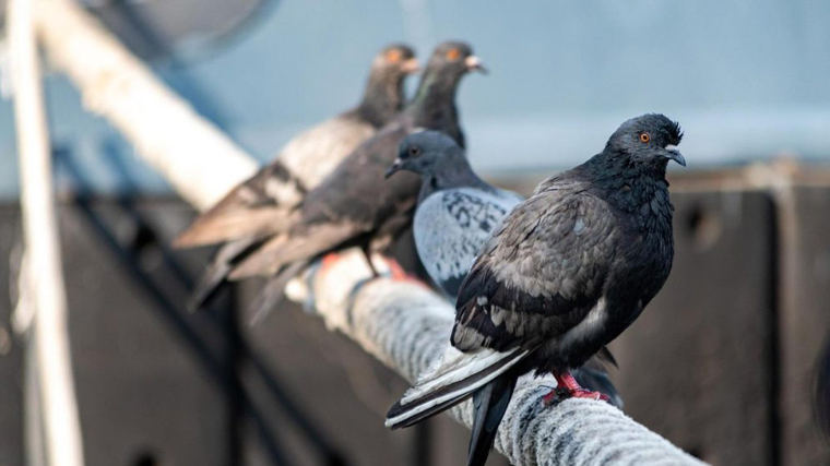 El Pleno abordará actuar frente a 'plagas' de cotorra, mosca negra, palomas o ratas